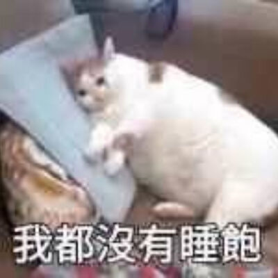 沙雕猫猫表情包