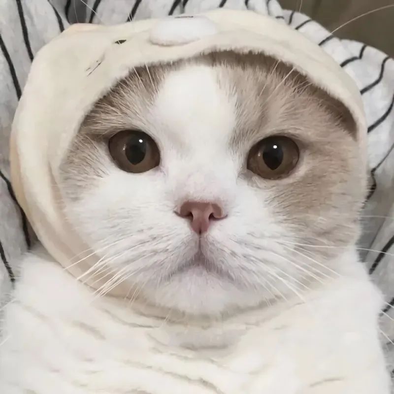 猫猫头像