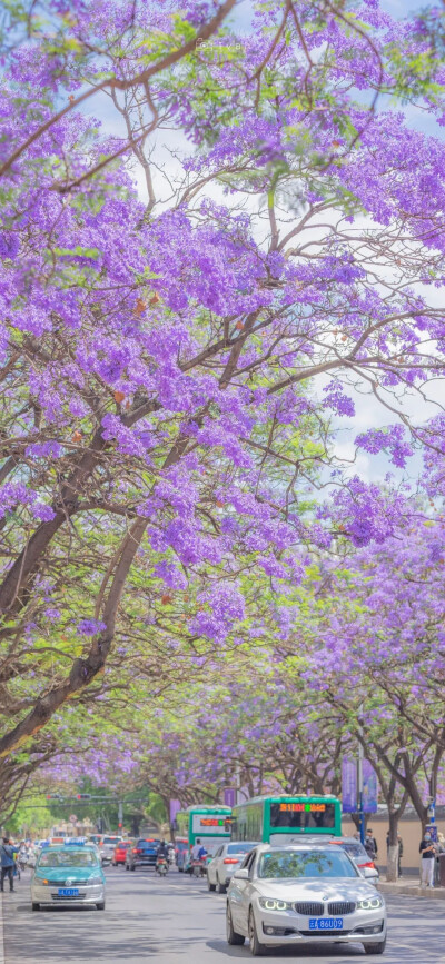 花花壁纸 可爱壁纸