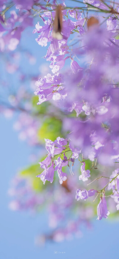 花花壁纸 可爱壁纸