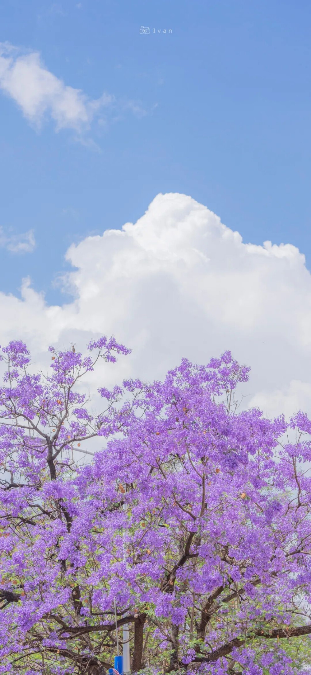 花花壁纸 可爱壁纸