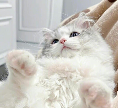 猫咪 头像