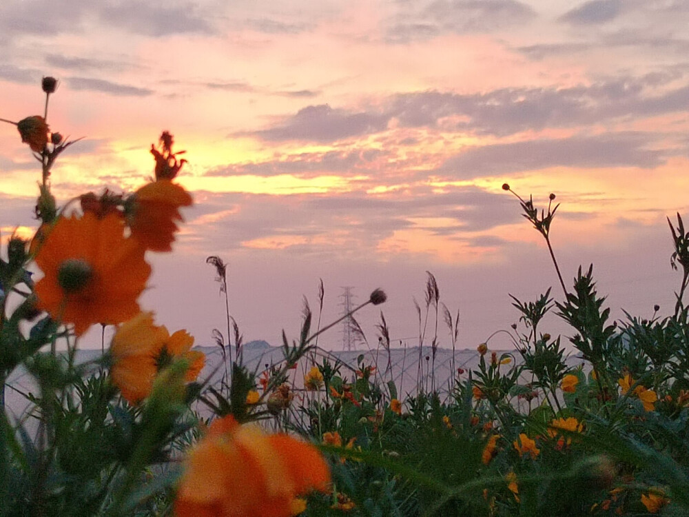 花海黄昏