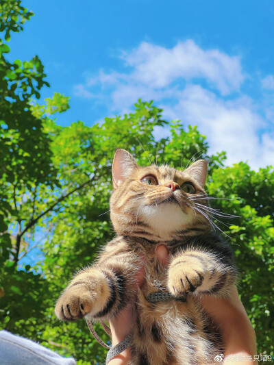 风说了许多，把夏天注的盈满。
/ 张枣
晚安.
今晚出境是财财呀~
摄影师or猫主人/发财是只喵9