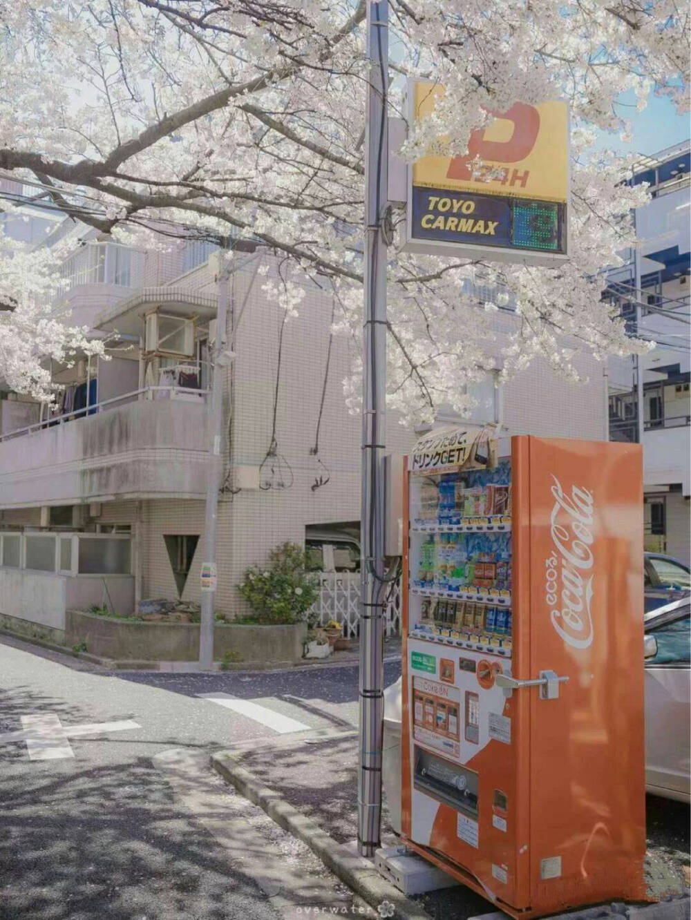 干净的街道，又让我想起那干净的脸庞