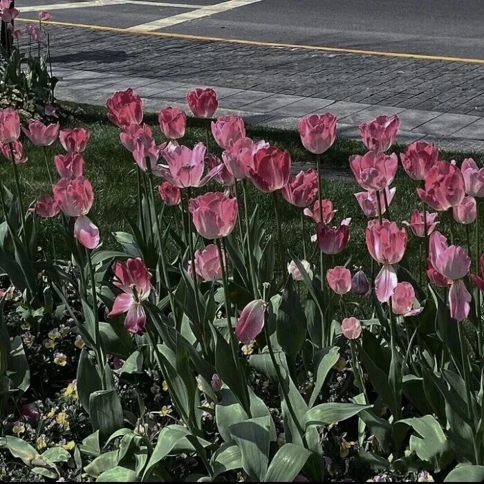 花朵朋友圈背景图
