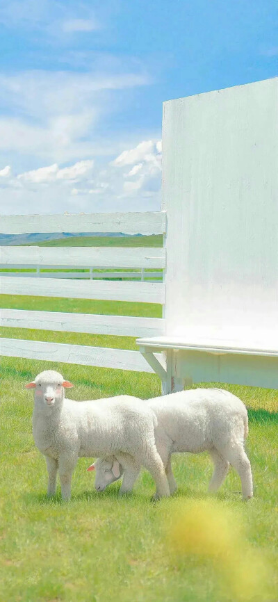  小羊壁纸 |草原上游荡的羊群像是一堆堆滚动的白银