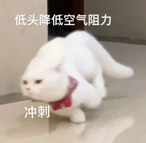 搬运，这是一只干饭的猫