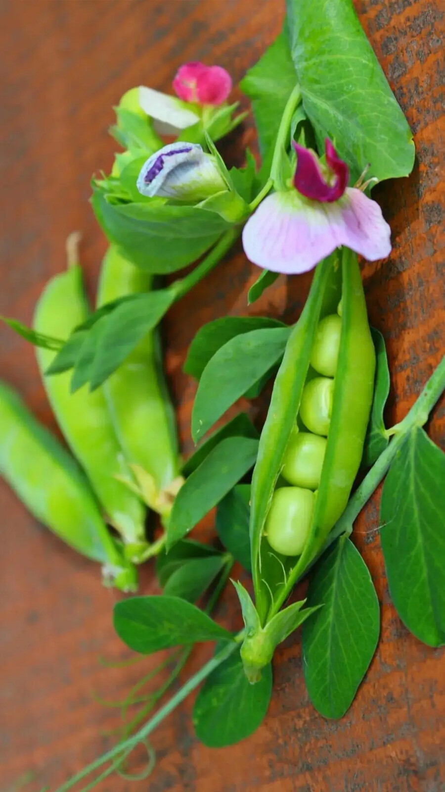 蔬菜与水果