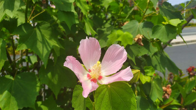 美丽吉安之赏花系列：木芙蓉花开正艳