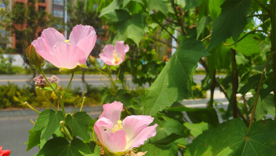 美丽吉安之赏花系列：木芙蓉花开正艳