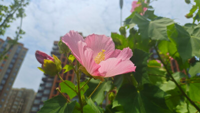 美丽吉安之赏花系列：木芙蓉花开正艳