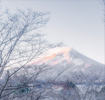 富士山终究留不住欲落的樱花