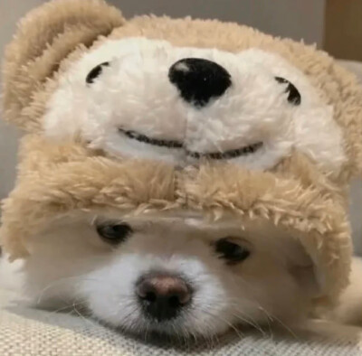 狗狗头像
