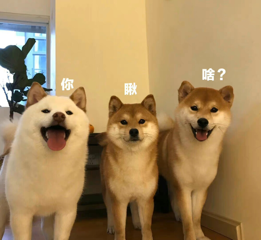 狗狗头像
