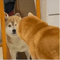 西游记/狗狗/猫猫/小熊维尼/emo/表情包/网易云
