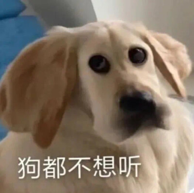 西游记/狗狗/猫猫/小熊维尼/emo/表情包/网易云
