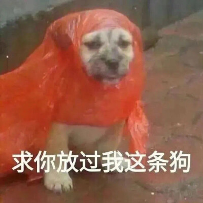 西游记/狗狗/猫猫/小熊维尼/emo/表情包/网易云
