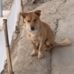 西游记/狗狗/猫猫/小熊维尼/emo/表情包/网易云
