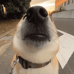 西游记/狗狗/猫猫/小熊维尼/emo/表情包/网易云
