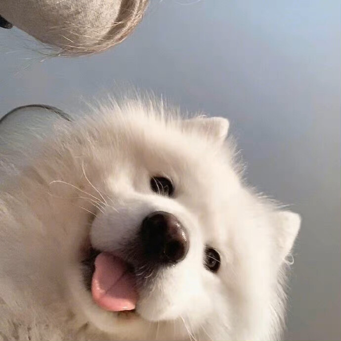 狗狗头像
