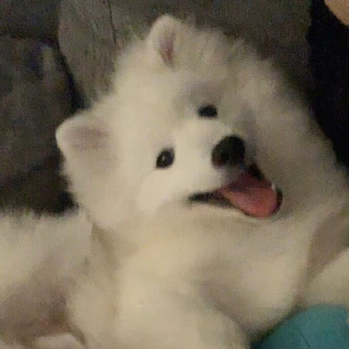 狗狗头像
