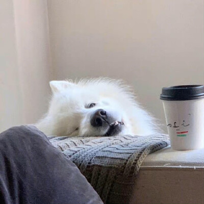 狗狗头像
