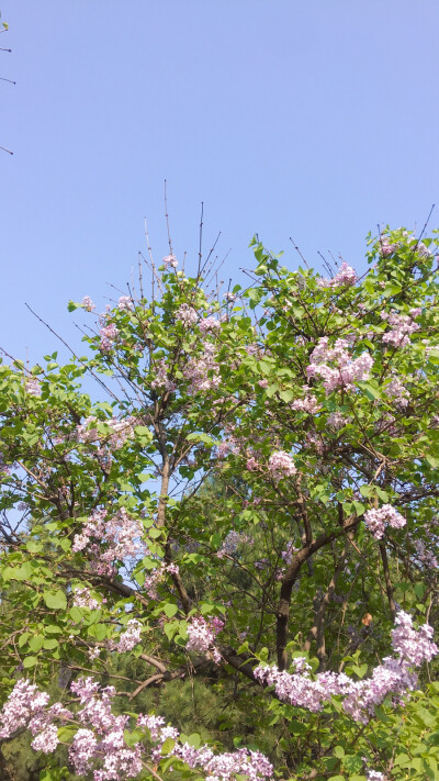 自己拍的花花草草