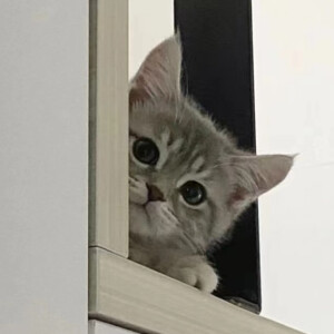 猫猫头像