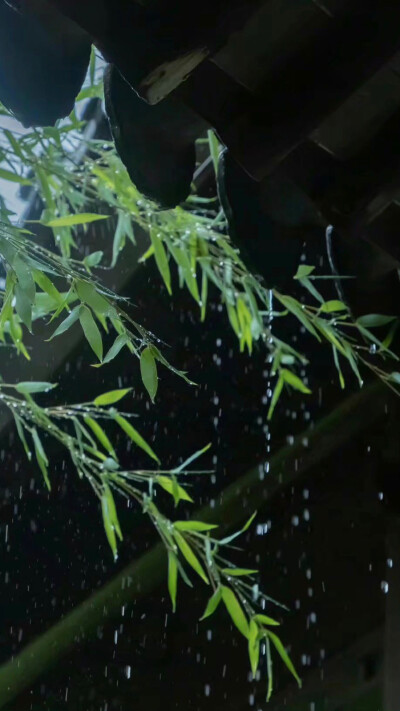 绿色 风景 壁纸图集
摄影：沈伶书
#冷瞳