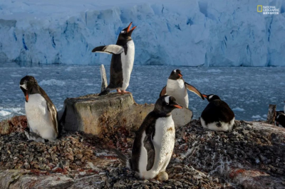 气候赢家
尽管冬季气温持续上升，南极半岛的巴布亚企鹅（Pygoscelis papua）依旧能够在无冰的海滩和水域中茁壮成长，这不同于其他难以一直浮在水中的企鹅。在这个特殊的时刻，巴布亚企鹅是气候赢家。摄影：T…