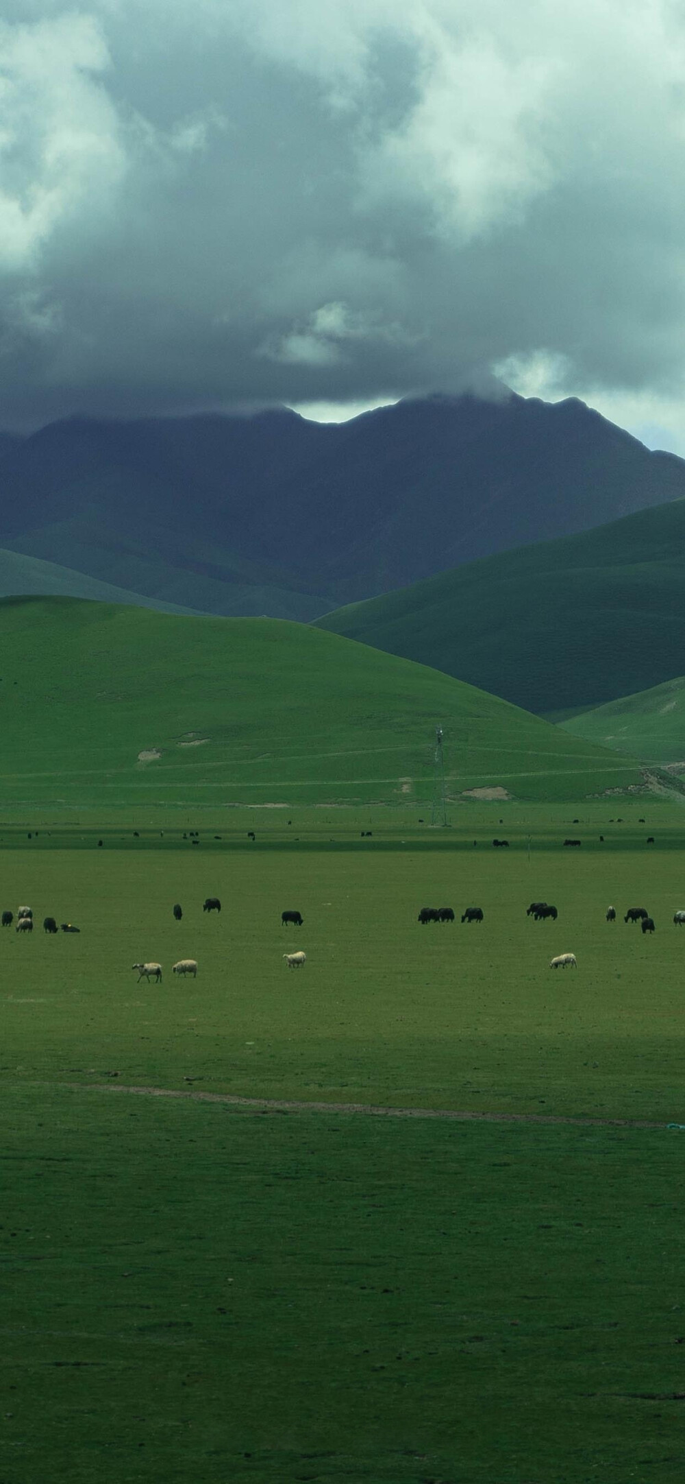 自然风景 夏日壁纸 绿色壁纸 清凉壁纸 ins风壁纸 氛围感壁纸 质感壁纸