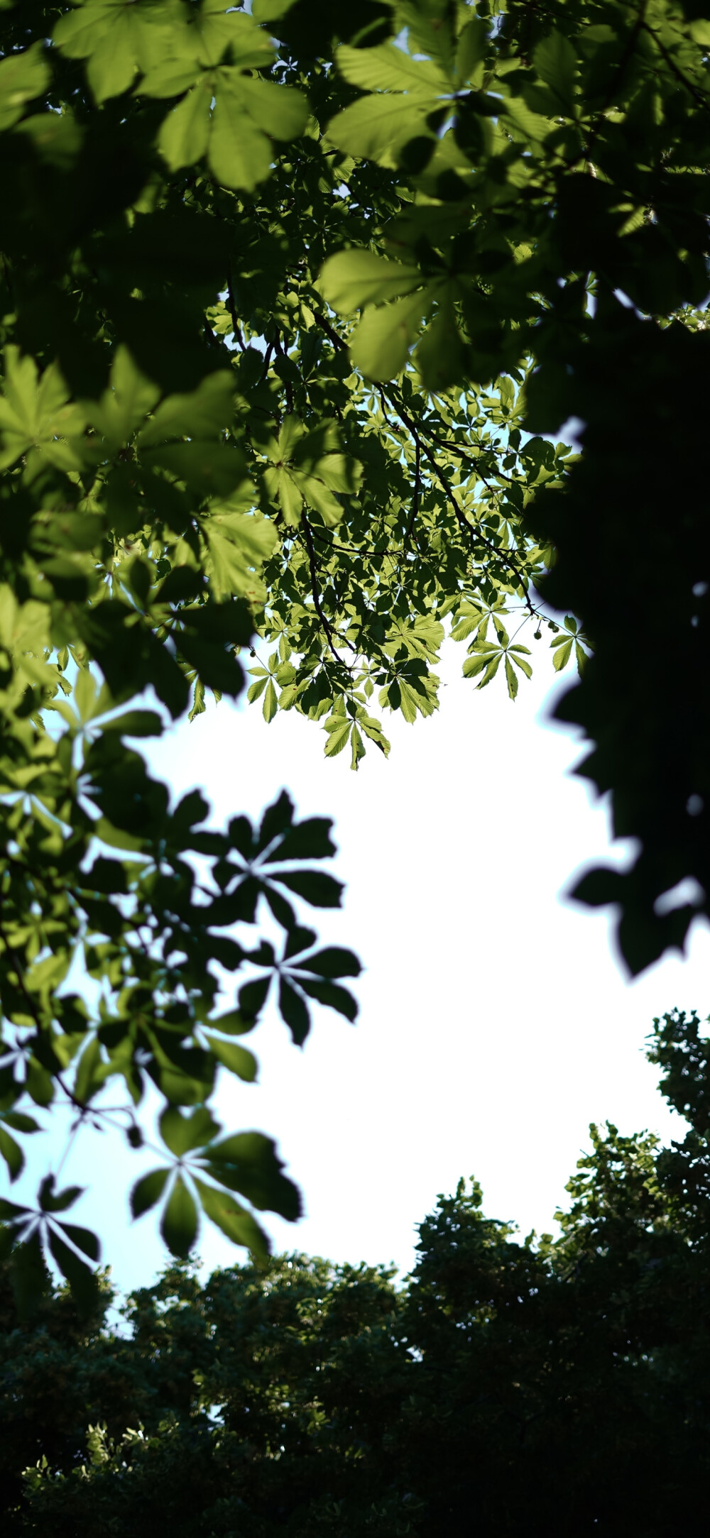 自然风景 夏日壁纸 绿色壁纸 清凉壁纸 ins风壁纸 氛围感壁纸 质感壁纸