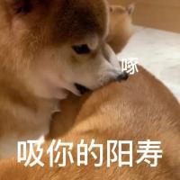 喵喵狗狗