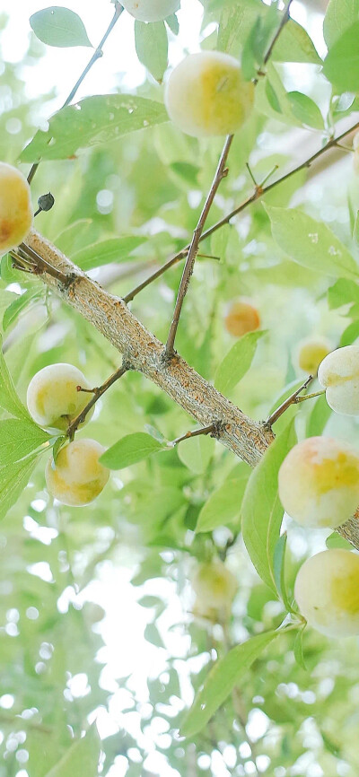 夏日清爽壁纸