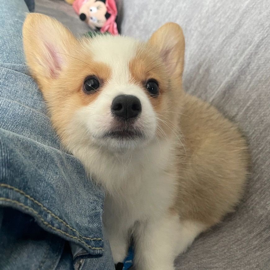 小狗