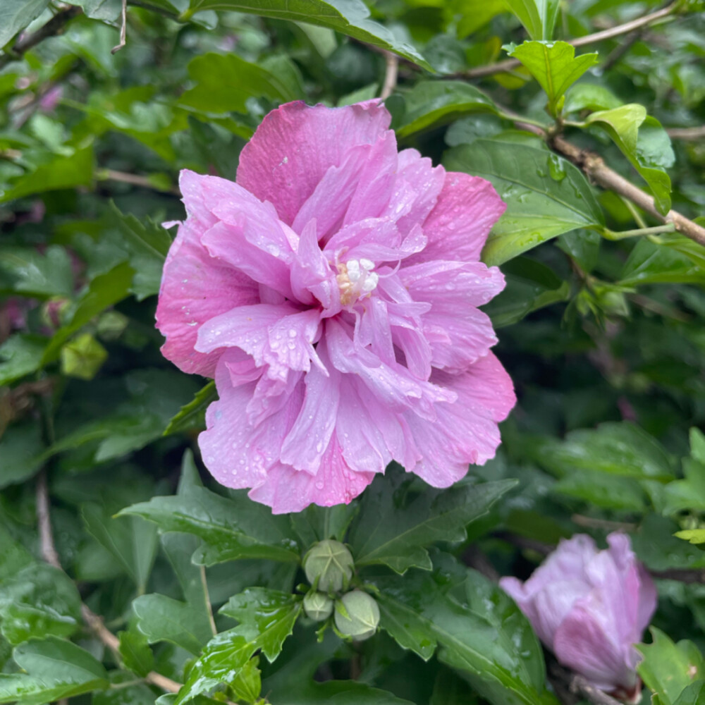 雨水花下