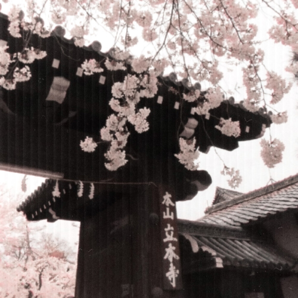  富士山下^落ちようとする桜