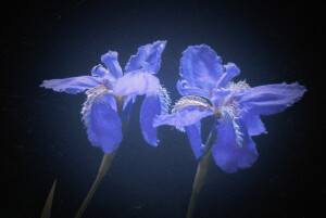 
        鳶尾：Iris tectorum Maxim
