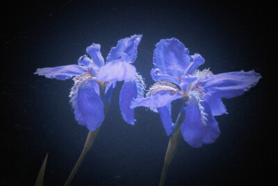 
鳶尾：Iris tectorum Maxim
