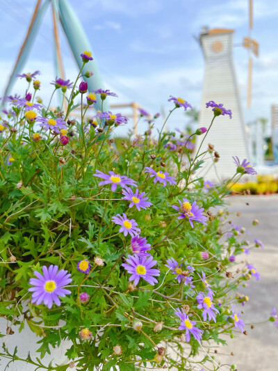 鹅河菊