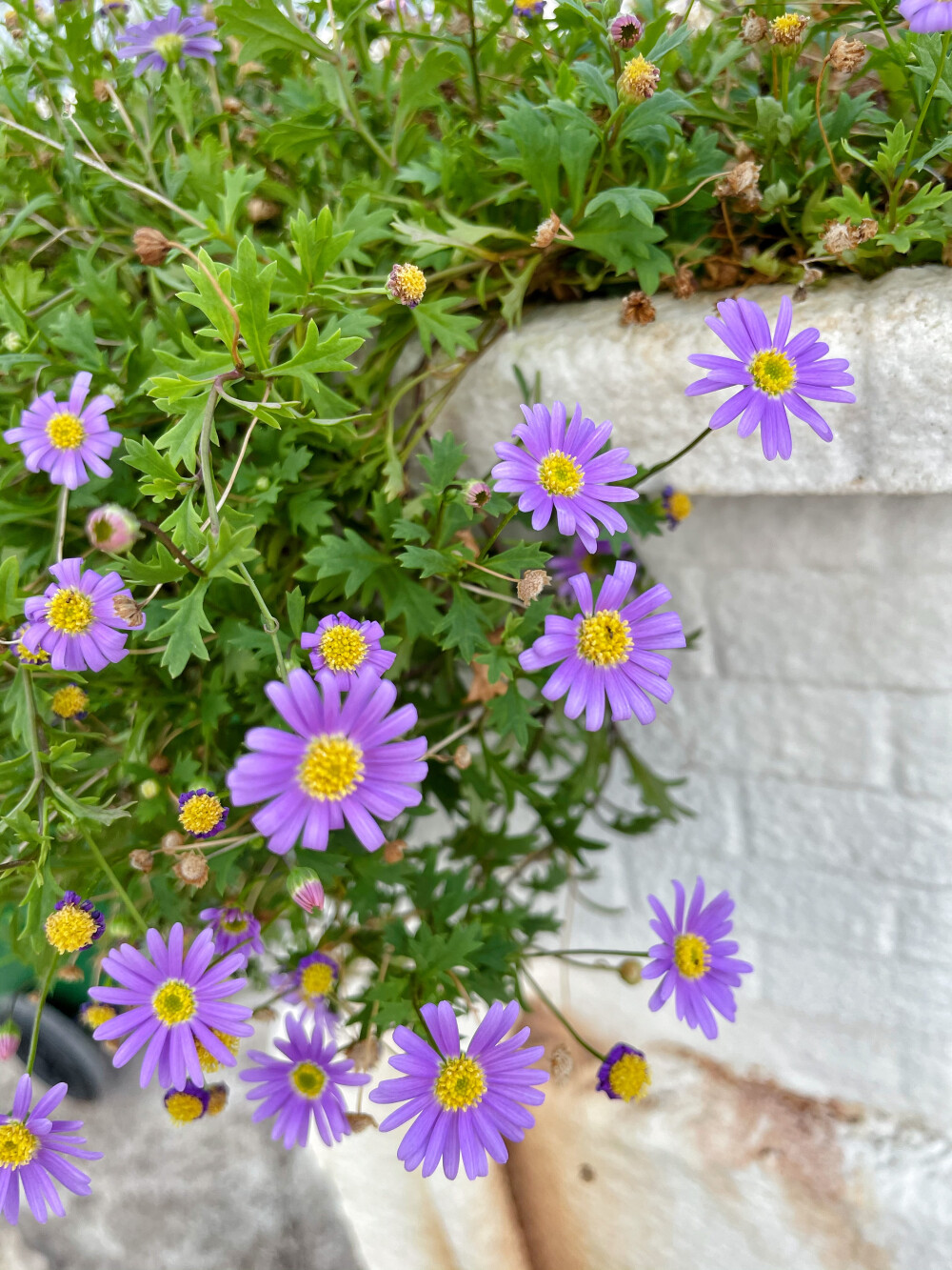 鹅河菊