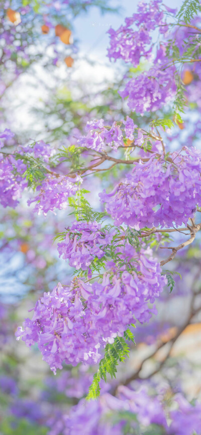 “人间温柔浪漫——蓝花楹、海棠”
壁纸｜海棠｜蓝花楹
摄影师:【千帆lvan-】