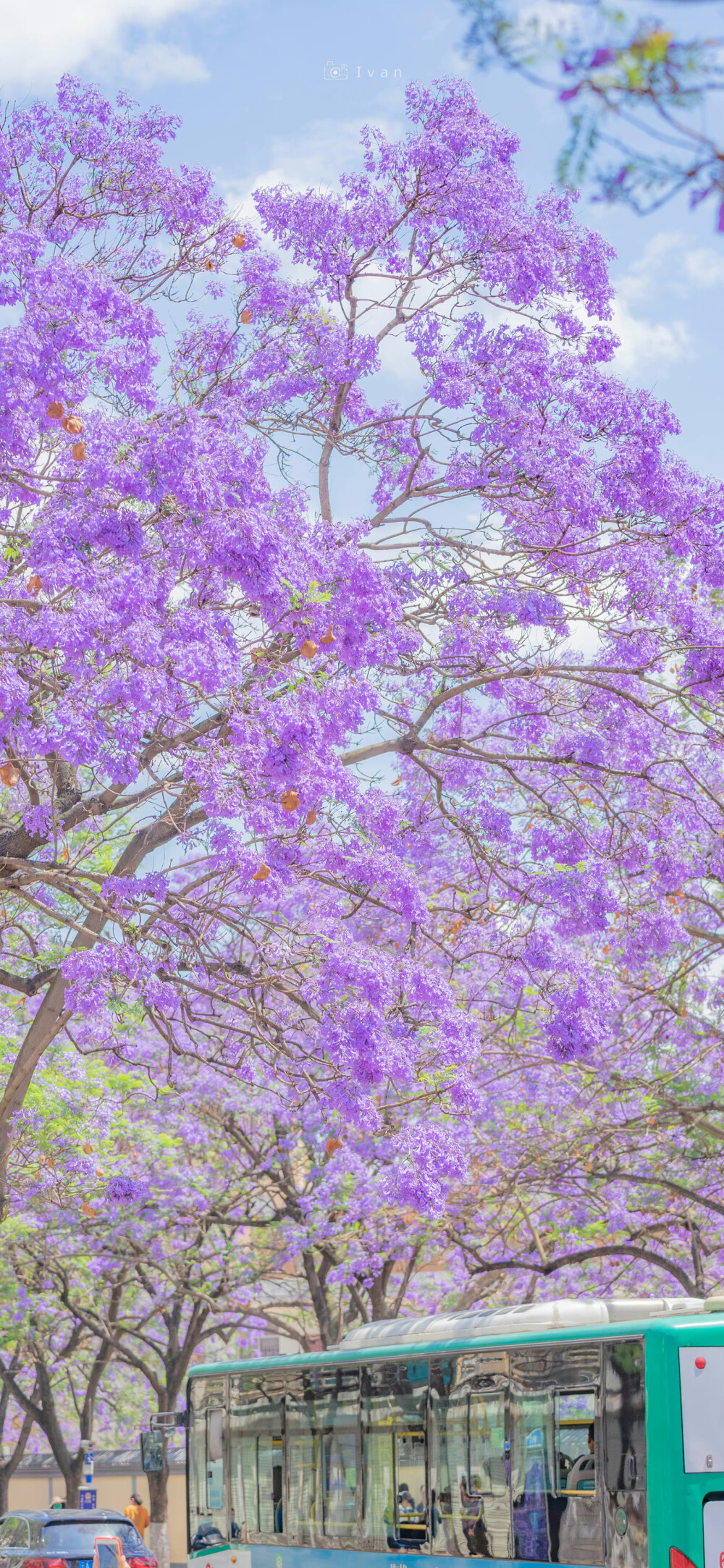 “人间温柔浪漫——蓝花楹、海棠”
壁纸｜海棠｜蓝花楹
摄影师:【千帆lvan-】