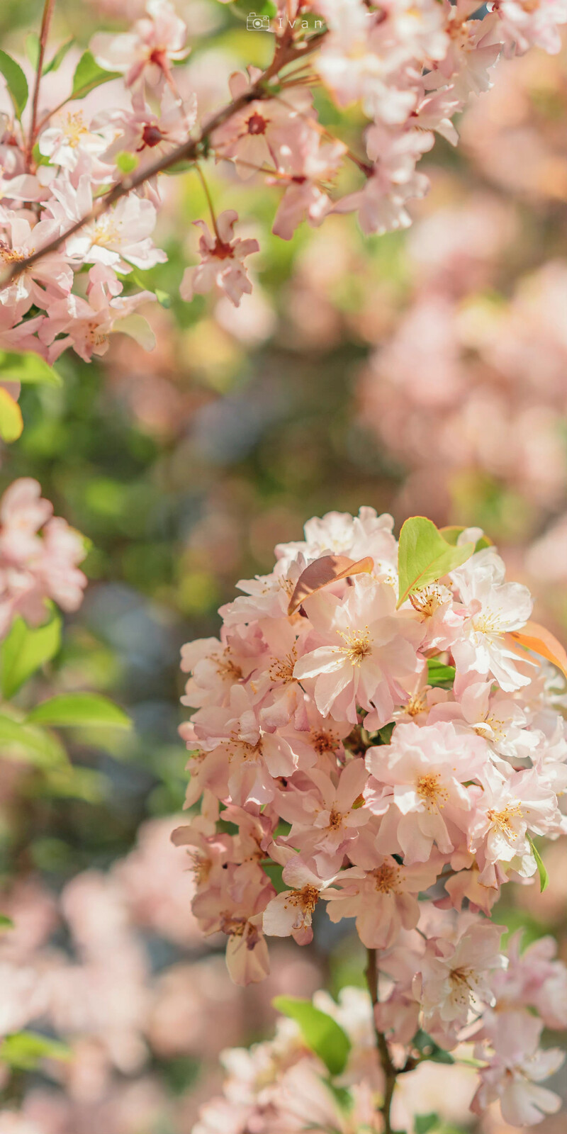 “人间温柔浪漫——蓝花楹、海棠”
壁纸｜海棠｜蓝花楹
摄影师:【千帆lvan-】