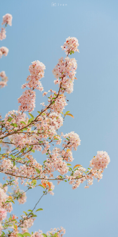 “人间温柔浪漫——蓝花楹、海棠”
壁纸｜海棠｜蓝花楹
摄影师:【千帆lvan-】