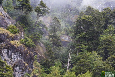 险中求生
阿根廷陡峭悬崖上的森林。摄影：Theo Allofs