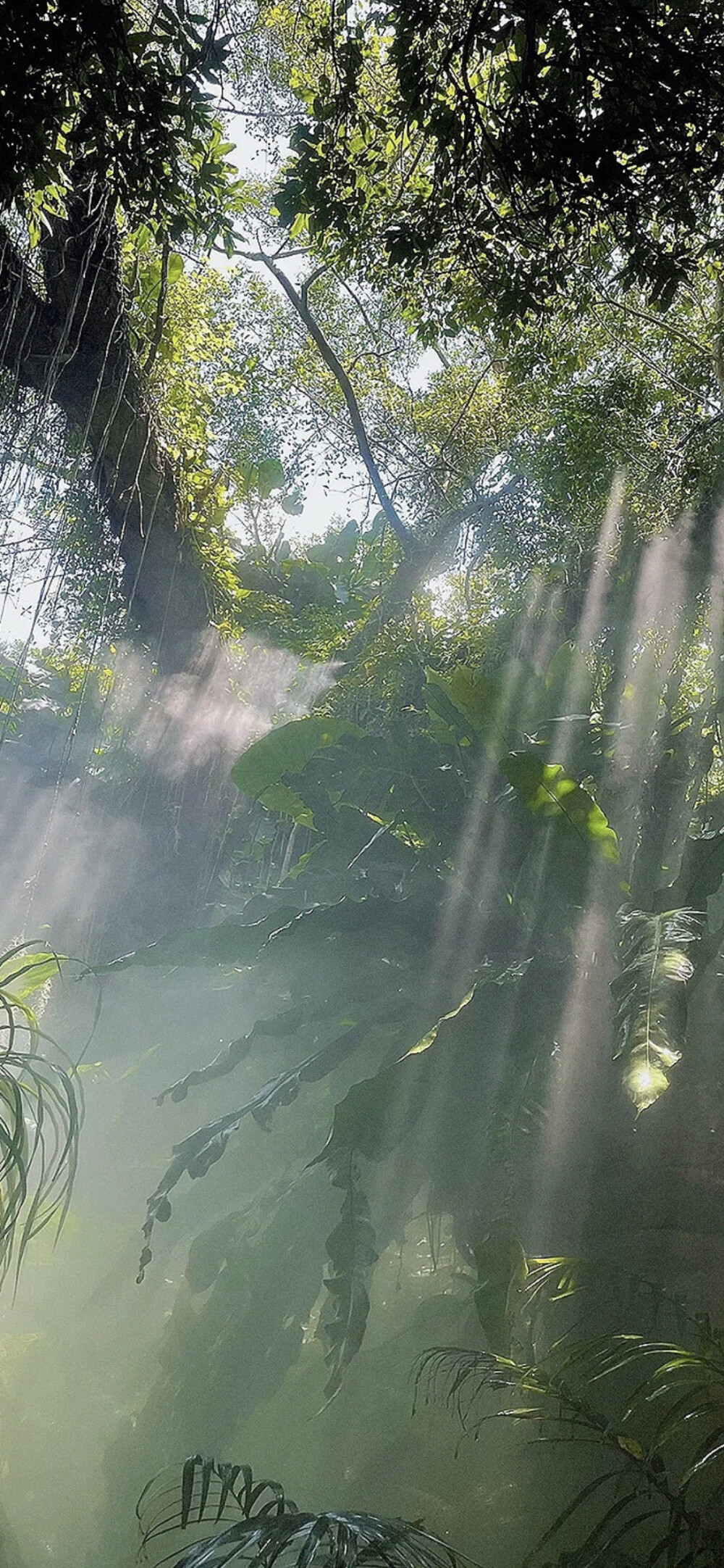 夏日壁纸