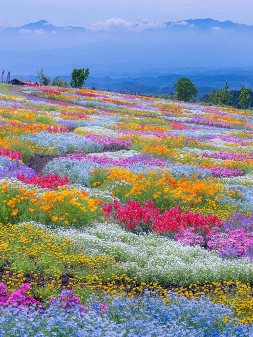 花海