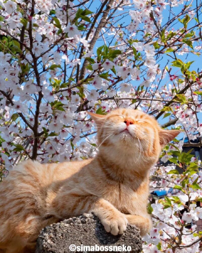 樱花与猫猫（转侵删）